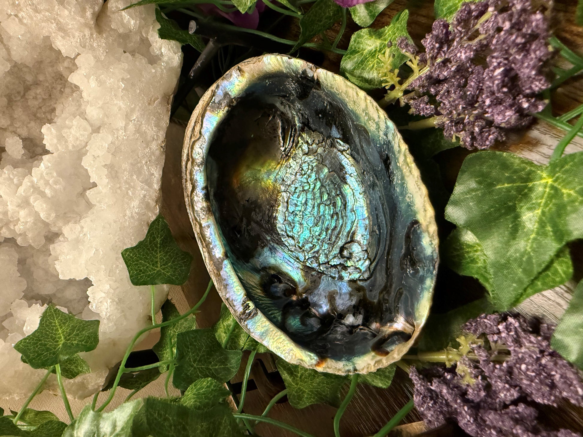 Abalone shell with a colorful interior on a bed of green leaves and purple flowers.