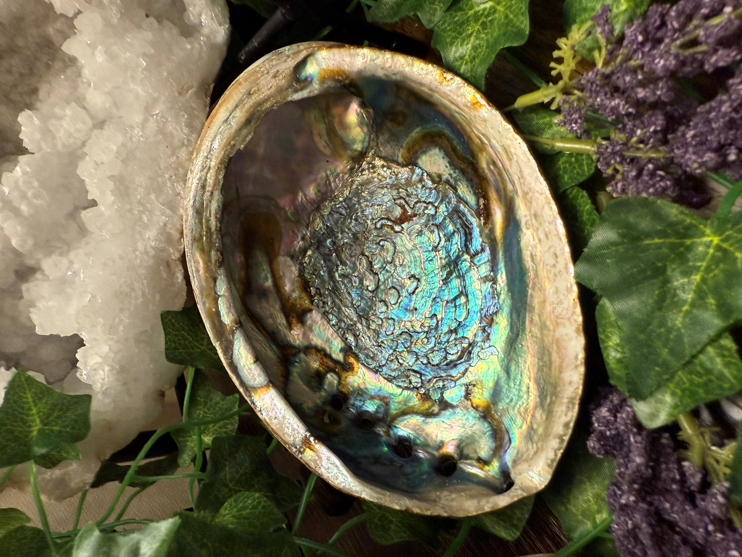 Abalone shell with a colorful interior on a bed of green leaves and purple flowers.